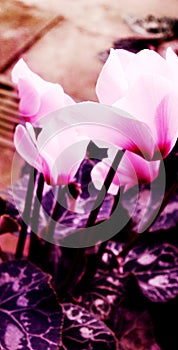 Cyclamens in soft focus photo