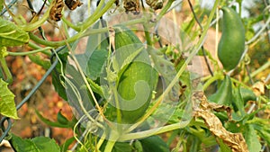 Cyclanthera pedata slipper gourd or stuffing cucumber is a vegetable grown for its immature fruit crops and leaves, a