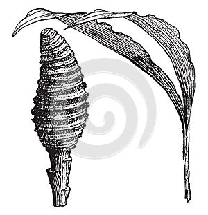 Cyclanthus vintage illustration