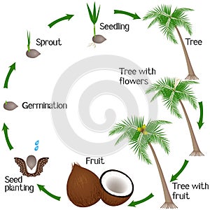 Cycle of a coconut plant growth isolated on white background.