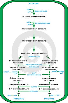 Cycle of Glycolysis in Plants