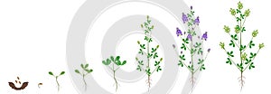 Cycle of growth of alfalfa plant isolated on a white background. photo