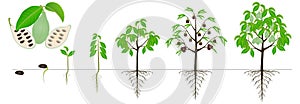 Cycle of growth of asimina triloba the pawpaw plant on a white background.