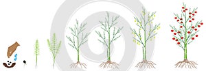 Cycle of growth of a asparagus plant on a white background.