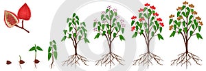 Cycle of growth of a bixa orellana or anatto plant on a white background.