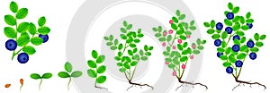 Cycle of growth of a blueberry plant on a white background.