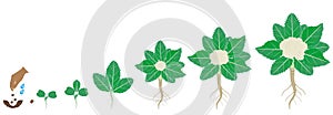 Cycle of growth of cauliflower plant on a white background.