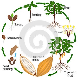 Cycle of growth of cocoa tree on a white background.