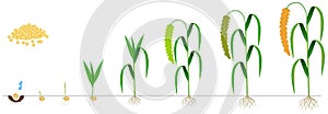 Cycle of growth of foxtail millet plant on a white background.