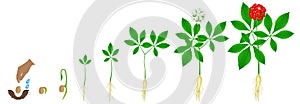 Cycle of growth of a ginseng Panax ginseng plant on a white background.