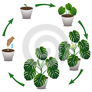 Cycle of growth houseplant of a monstera or split-leaf philodendron Monstera deliciosa on white background.