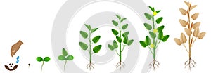 Cycle of growth of jute plant on a white background. photo