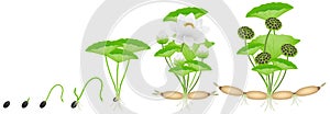 Cycle of growth of lotus plant on a white background.