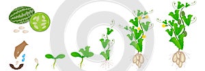 Cycle of growth of melothria scabra aka cucamelon or mouse melon plant.