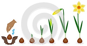 Cycle of growth of a narcissus plant isolated on a white background.