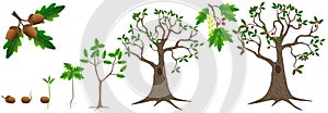 Cycle of growth of a oak tree on a white background.