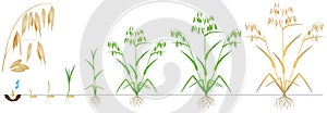 Cycle of growth of a oat plant on a white background.