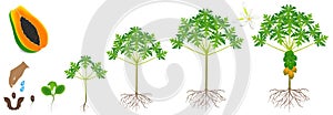 Cycle of growth of a papaya plant on a white background.