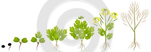 Cycle of growth of a plant of a canola isolated on a white background.