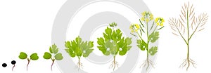 Cycle of growth of a plant of a canola isolated on a white background. photo