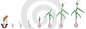 Cycle of growth of a plant of a garlic isolated on a white background.