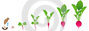 Cycle of growth of a radish plant on a white background.