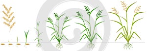 Cycle of growth of a rice plant on a white background.