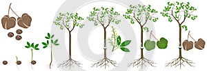 Cycle of growth of rubber tree Hevea brasiliensis plant on a white background. photo