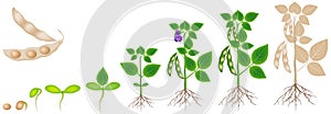 Cyklus z rast z sója rastlina izolované na bielom pozadí 