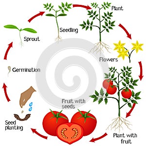 Cycle of growth of a tomato plant on a white background.