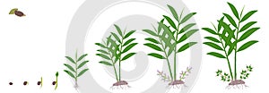 Cycle of growth of true cardamom elettaria cardamomum plant on a white.