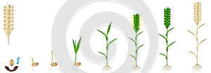 Cycle of growth of a wheat plant on a white background.