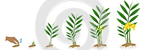 Cycle growth of zingiber officinale ginger plant from the rhizome on a white background.