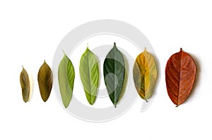 Cycle of leaves from young leaf to old leaf with change in leaf color