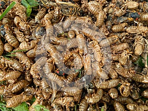 Cycle of Life for the Cicadas in May