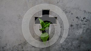 Cycle of Life, Life and Death â€“ Plant springing out of a Tomb at La Recoleta Cemetery in Buenos Aires