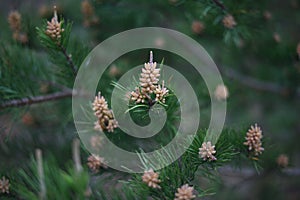 `cycle of life` new pine cones being formed in springtime in the blue ridge mountains