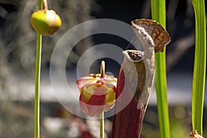 Cycle of life of a pitfall plant sarracenia purpurea