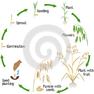 Cycle of a oat plant growth isolated on white background.