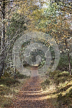 Cycle path through Abernethy Caledonian forest in Scotland