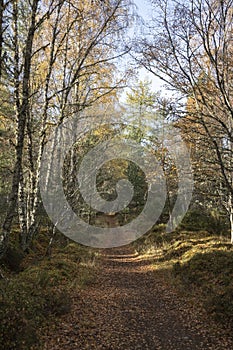 Cycle path through Abernethy Caledonian forest in Scotland