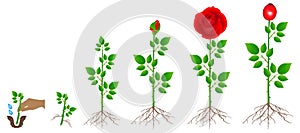 Cycle of red rose plant growth, isolated on white background.