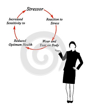 Cycle of stress