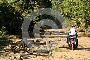 Cycle touring in Cambodia