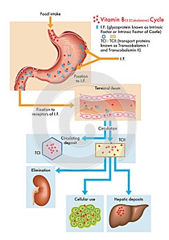 Cycle of vitamin B12 in the human body