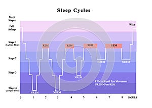 Cycles of sleep