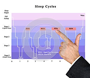 Cycles of sleep