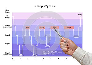 Cycles of sleep