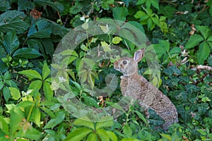 Cycleway in the Adda park near Turano Lodigiano at June. Rabbit photo