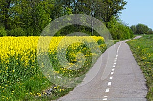 Cycleway by spring photo